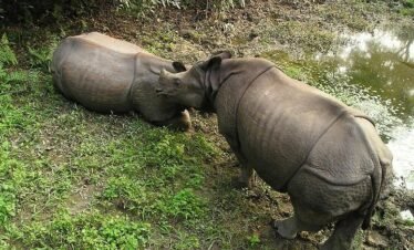 Two rhinoceroses resting after bathing in water in a natural habitat