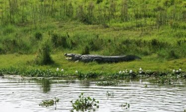 Crocodile resting in grass on the riverbank in Chitwan National Park