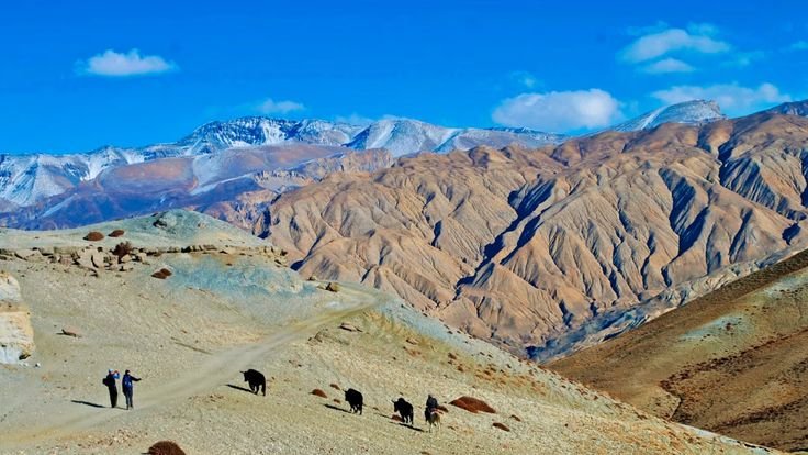 Trekkers walking with yaks on Upper Mustang tour trail with Himalayan desert landscape Nepal